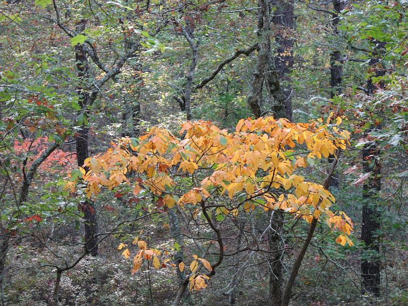 2008-10-08_Francis_Carter_Preserve 017.jpg